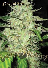 Super Strains Next Of Kin Feminized