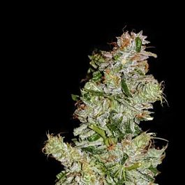 EVA Female Seeds Nexus Feminized