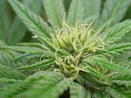 Mr Nice Seedbank NHS Regular Seeds (Northern Lights/Haze x Skunk)