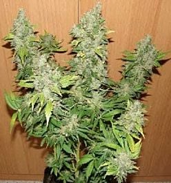 Apothecary Genetics Nigerian Hash Plant Regular