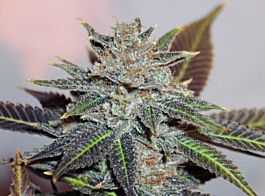 BC Bud Depot Night Nurse Regular