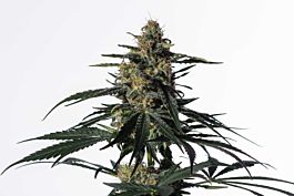Medical Marijuana Genetics Nightingale (NN-1) Feminized
