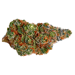 Top Shelf Elite Nightcrawler OG Feminized