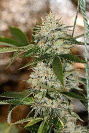 SINCITY Seeds Nightmare OG Regular