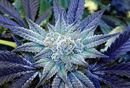 Rare Dankness Seeds Night Terror OG Regular