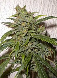 Flash Auto-Flowering Seeds Nirvana Sky Autoflowering Feminized
