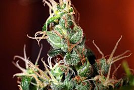 Kaliman Seeds Nitro Express Regular