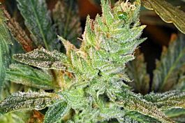 Kaliman Seeds Nitro Express Feminized