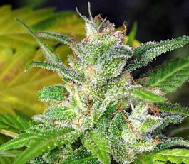 Kaliman Seeds Nitrocide Feminized