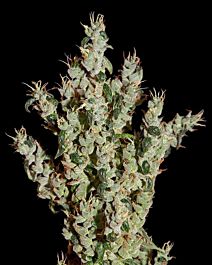 Green House Company NL5 Haze Mist Feminised