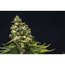 Lineage Genetics NL #5 x Critical Feminized