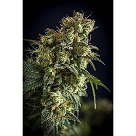 Lineage Genetics NL #5 Auto Feminized