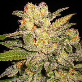 G13 Labs NL Auto Feminized