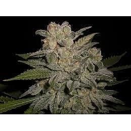 Lineage Genetics NL #5 x Big Bud #1 Auto Feminized