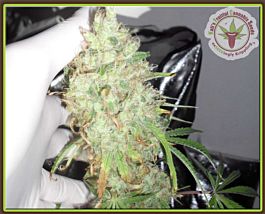 Kalis Fruitful Kali's Lullaby Feminized