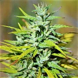 Norstar Genetics Columbian Thunder Funk Regular