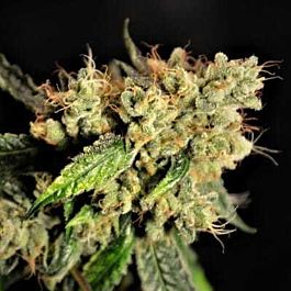 Norstar Genetics Frisco OG Regular