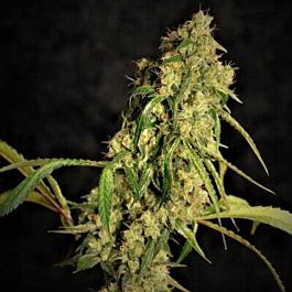 Norstar Genetics Sour Chelumbian Regular