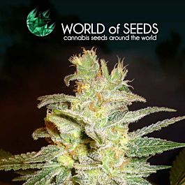 World of Seeds Northern Light x Big Bud Feminized