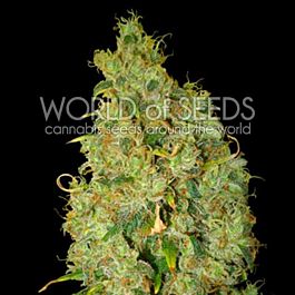 World of Seeds Northern Light x Skunk Feminized