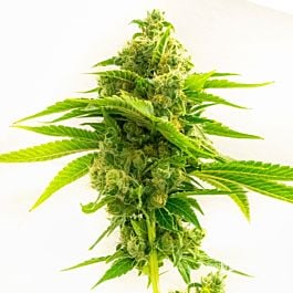 Northern Dawn Feminized Cannabis Seeds | SeedSupreme