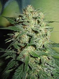 Homegrown Fantaseeds Northern Lights Feminized