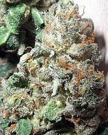 British Columbia  Seeds CO Northern Lights #5 Feminized