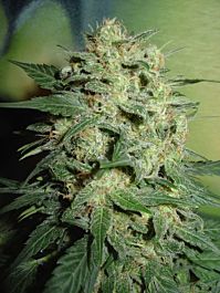 Homegrown Fantaseeds Northern Lights Auto Feminized