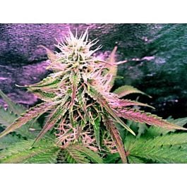 Nirvana Seeds Auto Northern Lights Feminized