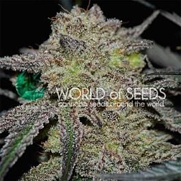 World of Seeds Tonic Ryder CBD Auto Feminized