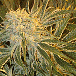 Sagarmatha Seeds OGNL Feminized