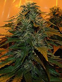 Seedsman Northern Lights Regular