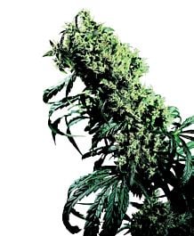 Sensi Seeds Northern Lights #5 x Haze Feminized
