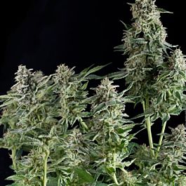 Pyramid Seeds Northern Lights CBD Feminized