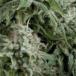 Pyramid Seeds Auto Northern Lights Feminized