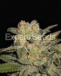 Expert Seeds Northern Lights Auto Feminized