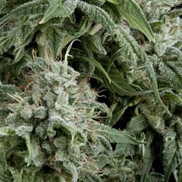 Pyramid Seeds Auto Northern Lights CBD Feminized