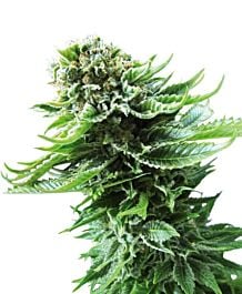 Sensi Seeds Northern Lights AUTO Feminised