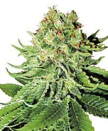 White Label Northern Lights Automatic Feminized