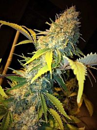 Phoenix Seeds Northern Lights Express Auto Feminized