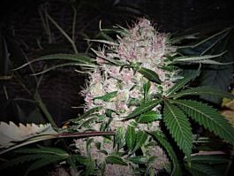 Phoenix Seeds Northern Lights Feminized
