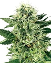 Sensi Seeds Northern Lights Feminised