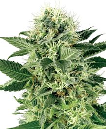 White Label Northern Lights Feminized