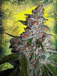 Ministry of Cannabis Northern Lights MOC Feminized