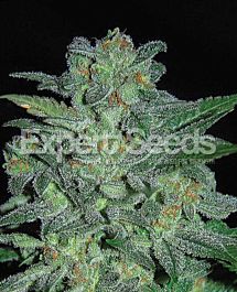 Expert Seeds Northern Lights Feminized