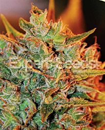 Expert Seeds Northern Lights x Big Bud Auto Feminized