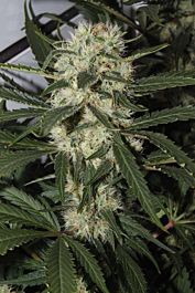 Royal Queen Seeds Northern Light Feminised