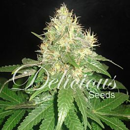 Delicious Northern Light Blue Auto Feminized