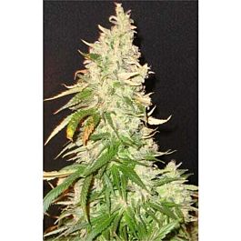 Seedsman Northern Soul Feminised