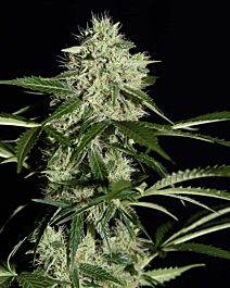 Green House Company NL Automatic Feminised
